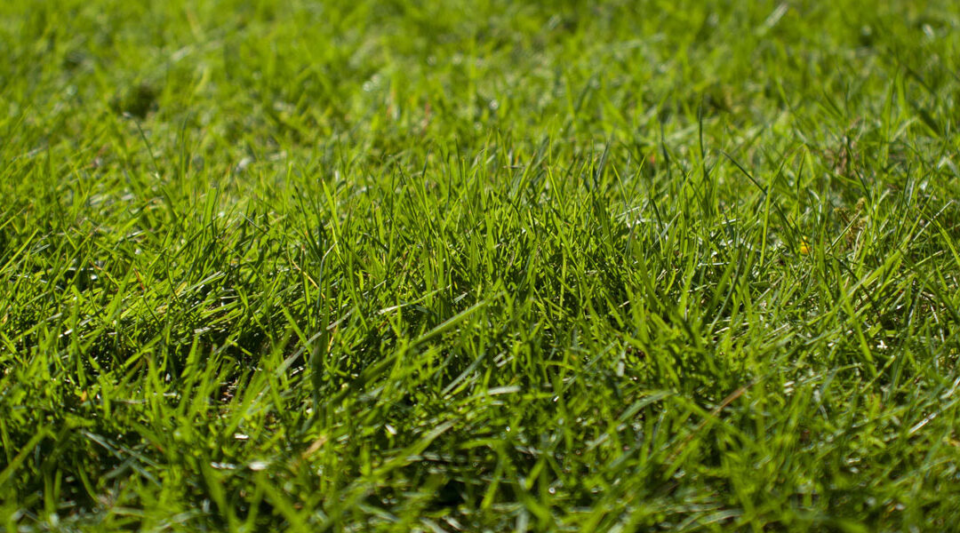 Real green grass